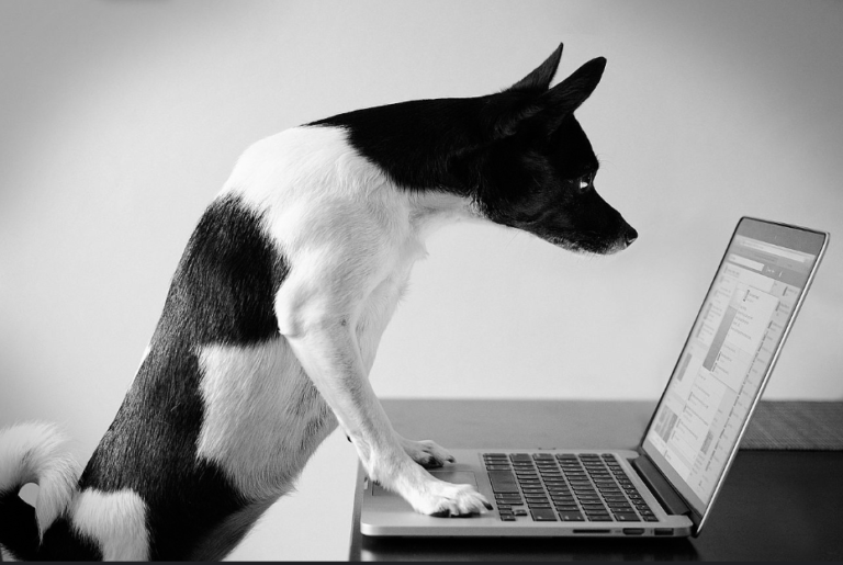 Making Elite K-9 Training More Liquid: Innovating a Progressive Canine Future
