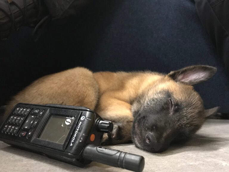 The Cellphone: The Public Enemy Number One of the Canine Trainer!
