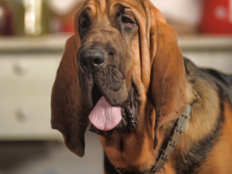Breaking Free from Commonplaces: Working Dog Breeds and Making Choices Based on Facts, Not Myths