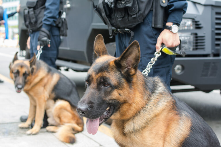 UNITY AND COLLABORATION MAKE STRENGHT:  EVEN IN THE K-9 WORLD