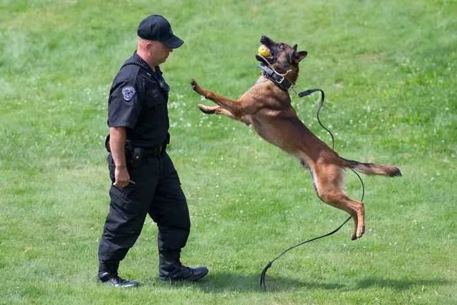 Addressing Challenges in K-9 Working Unit Training: What Could Go Wrong?