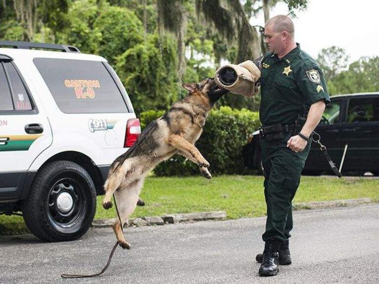 On the Scent of Success: 5 Rules for Police K-9 Handlers