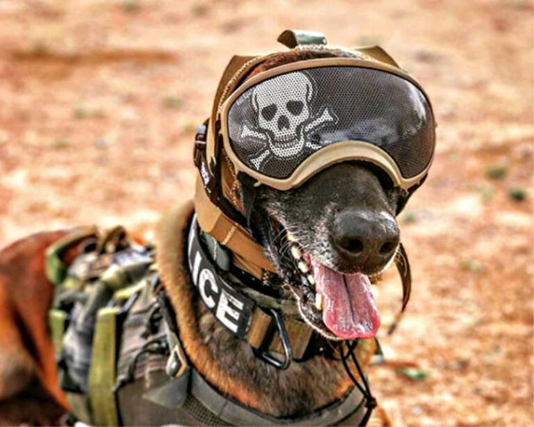 K-9 Specialties Unleashed: A Deeper Dive into the World of Working Dogs