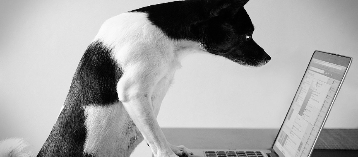 Dog+on+computer