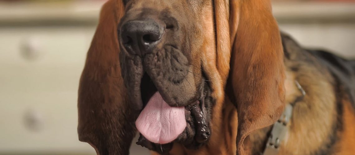 Top-5-Police-Dog-Breeds