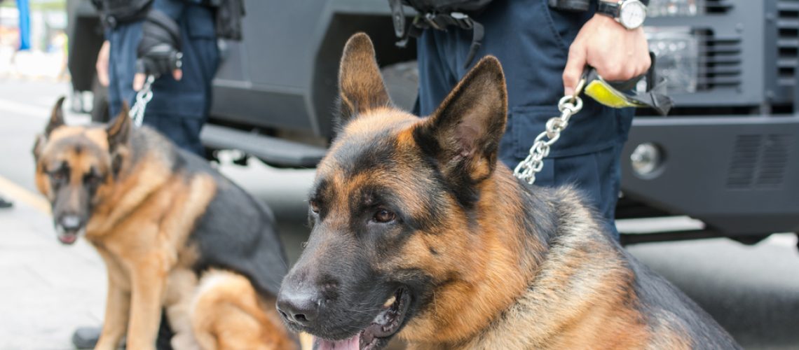drug-dog-k9-unit-search-car-ohio-driver-wait